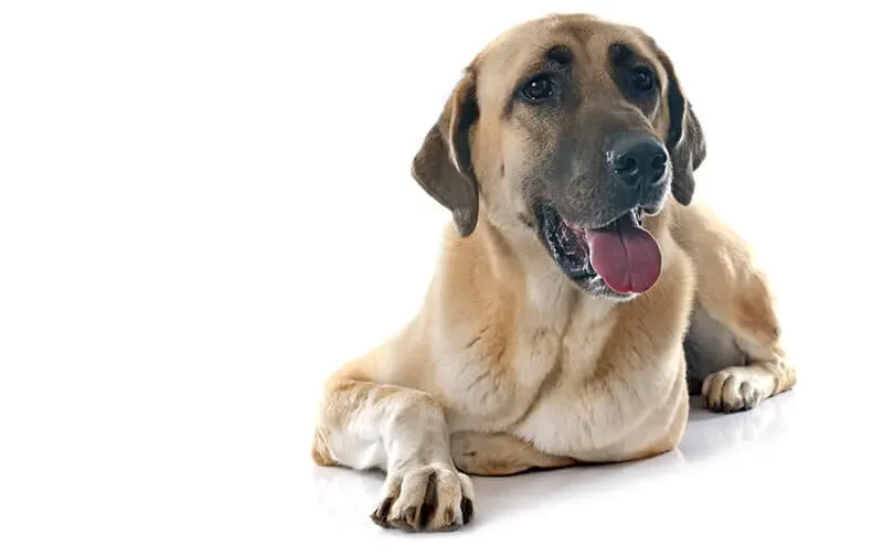 Anatolian Shepherd Dog: Complete Breed Guide
