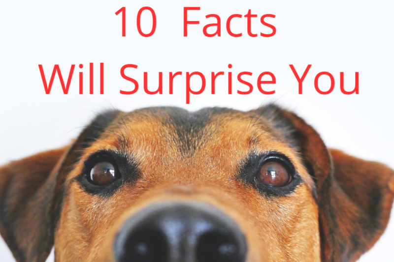 10 dog Facts That Will Truly Surprise You