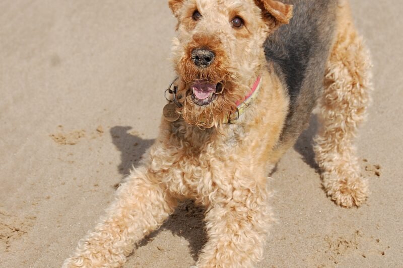 The Airedale Terrier: Complete Breed Guide
