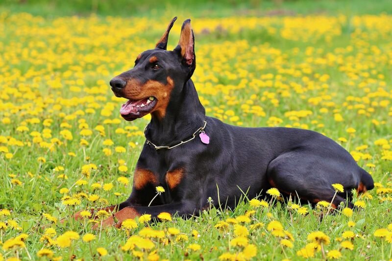 The Dobermann: Complete Breed Profile