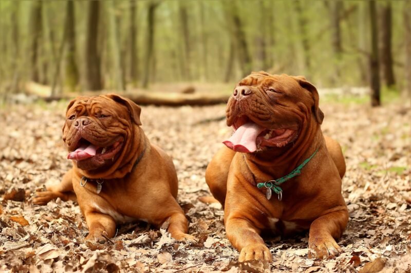 Dogue de Bordeaux: Complete Breed Guide