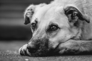 Dissociative Syndrome in Dogs: Can a Dog Be Schizophrenic?