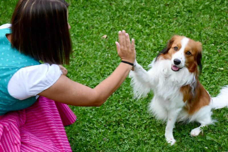 The Human–Dog Relationship:Understanding a Unique Bond
