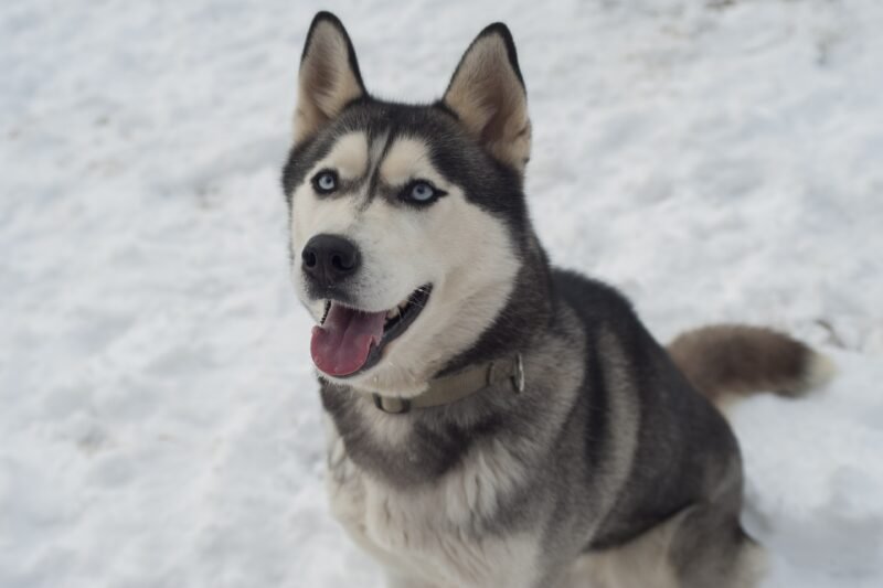 Siberian Husky: Complete Breed Guide