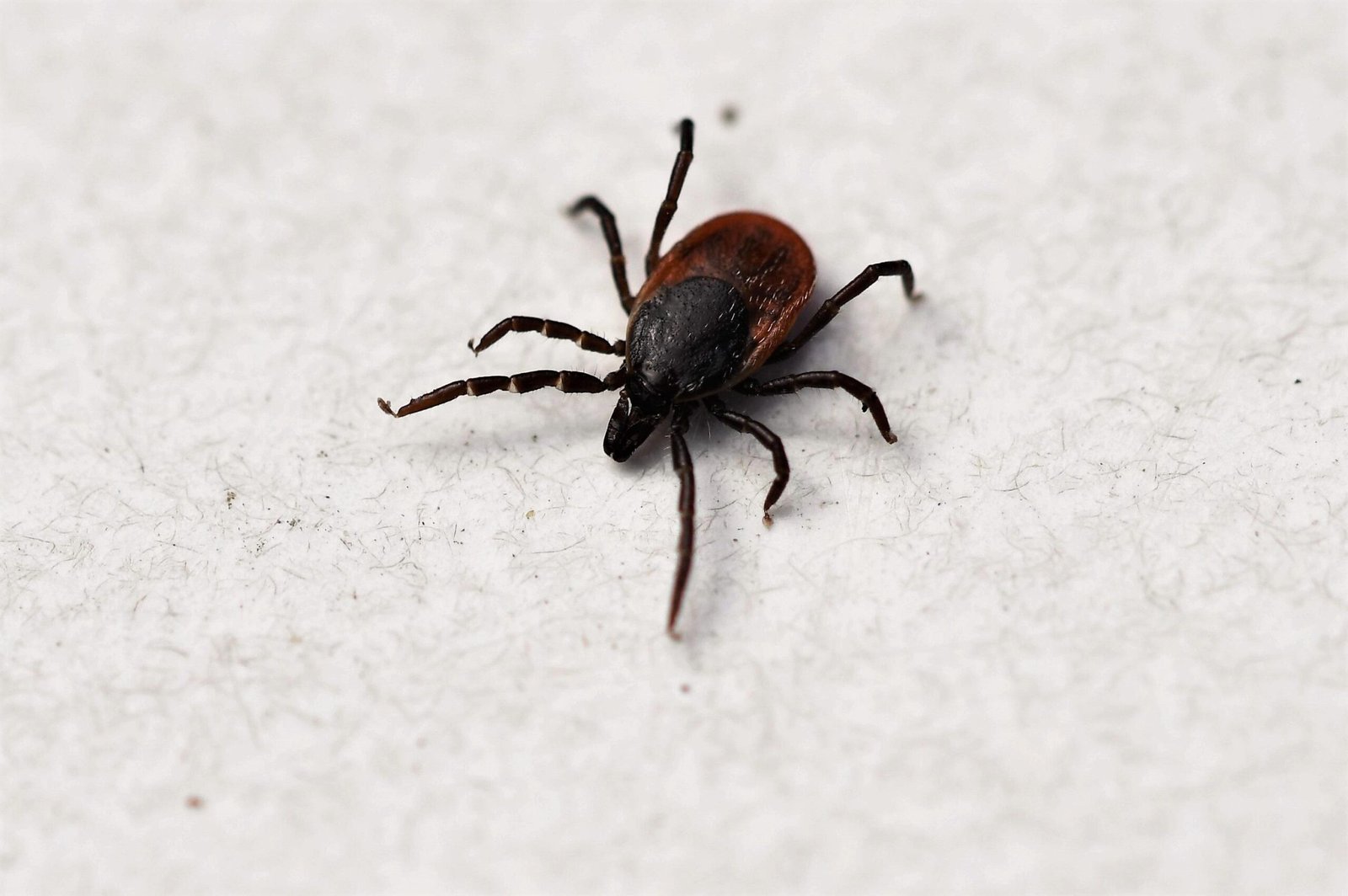 How to Remove a Tick from a Dog Without a Special Tool