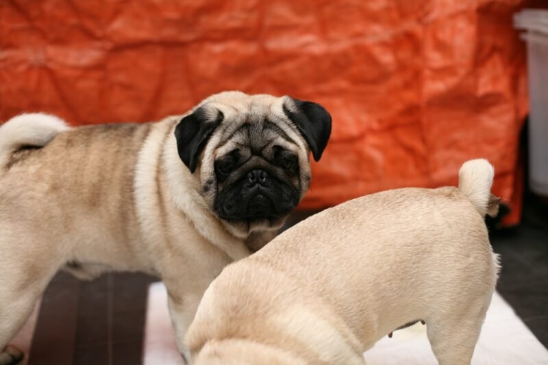The Pug (Carlin): A Complete Breed Overview