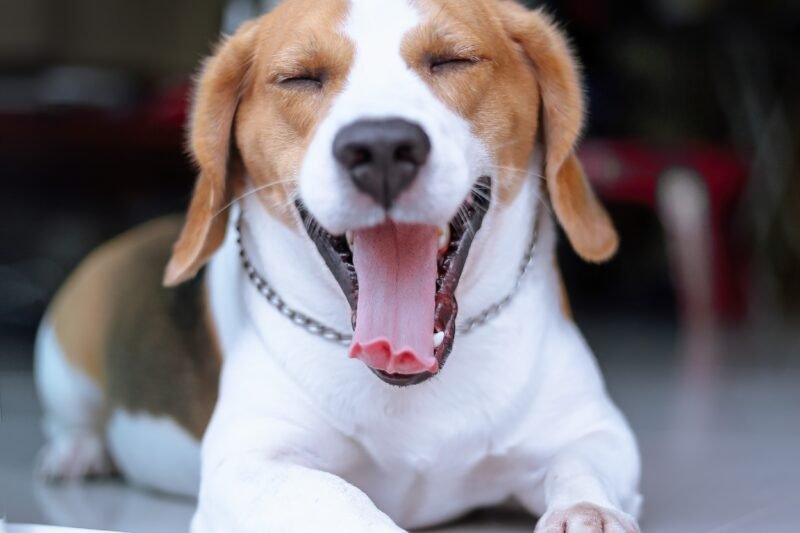 The Beagle: A Complete Breed Guide