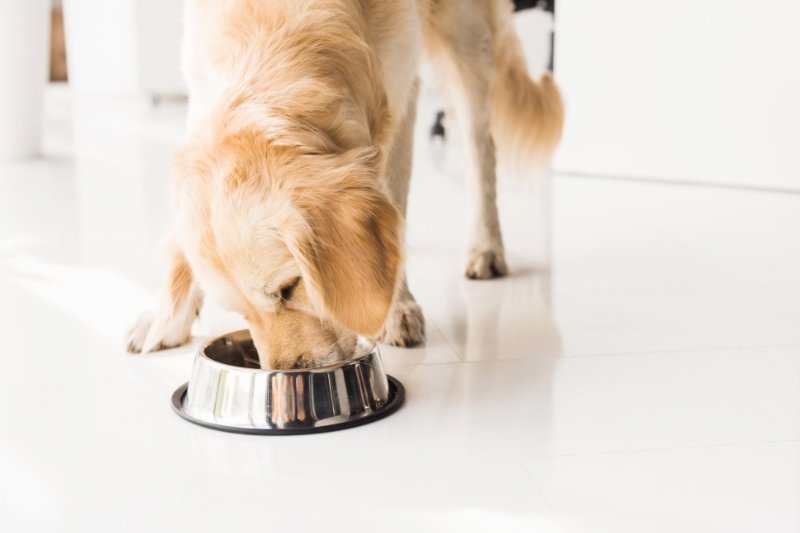The 5 Best Dog Foods for Golden Retrievers in 2024