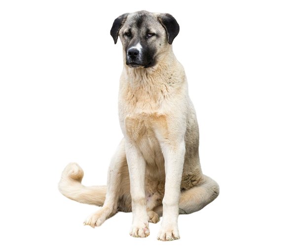 Anatolian Shepherd: Everything You Need to Know About This Breed