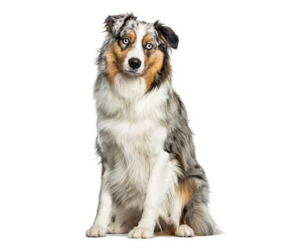 Australian Shepherd: Description, Temperament, Health, Price…