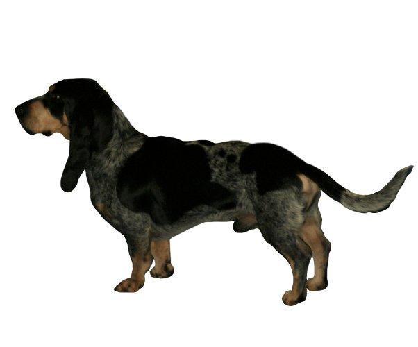 Basset Bleu de Gascogne: Everything You Need to Know About This Breed