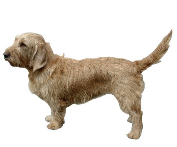 Basset Fauve de Bretagne: Everything You Need to Know About This Breed