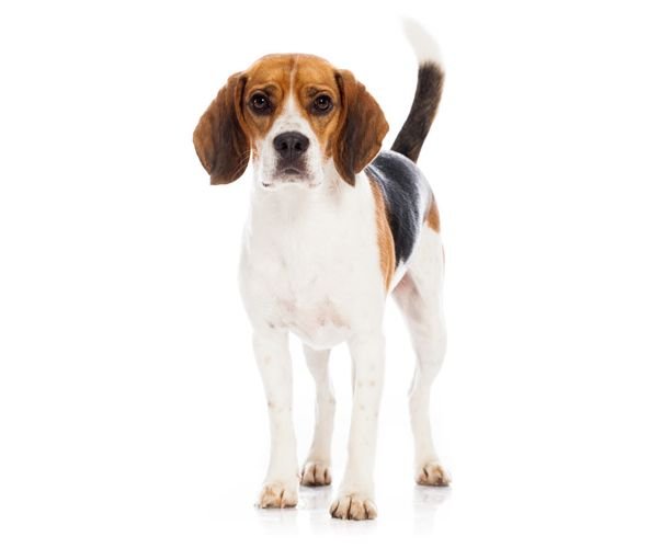 Beagle: Everything You Need to Know About This Breed