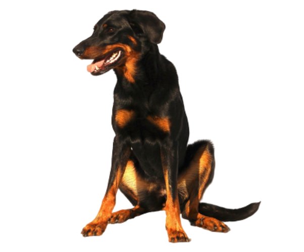 Beauceron: Everything You Need to Know About This Breed