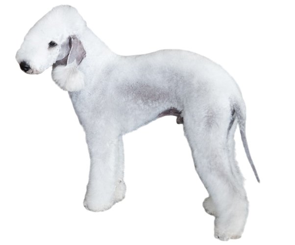 Bedlington Terrier: Everything You Need to Know About This Breed
