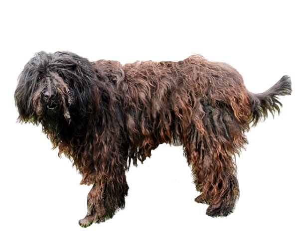 Bergamasco Shepherd: Everything You Need to Know About This Breed