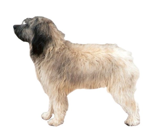 Catalan Sheepdog: Everything You Need to Know About This Breed
