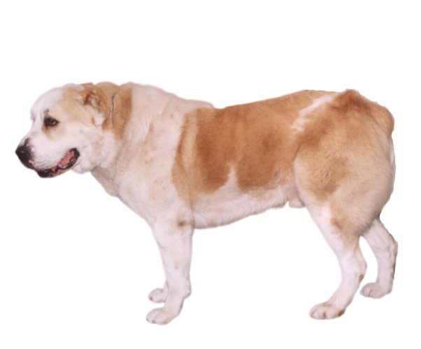 Central Asian Shepherd: Everything You Need to Know About This Breed