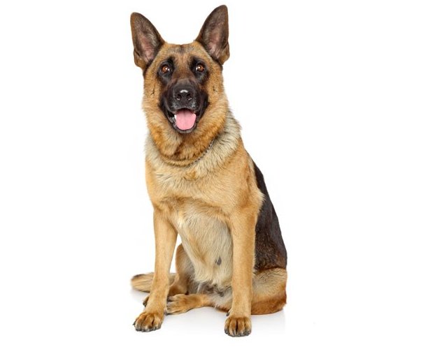 German Shepherd: Everything You Need to Know About This Breed