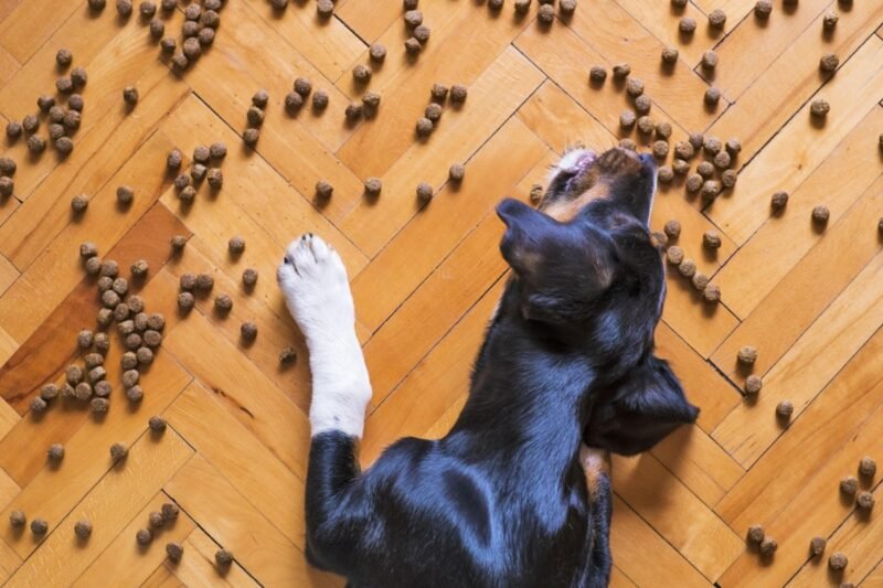 The 10 Foods Dogs Should Never Eat