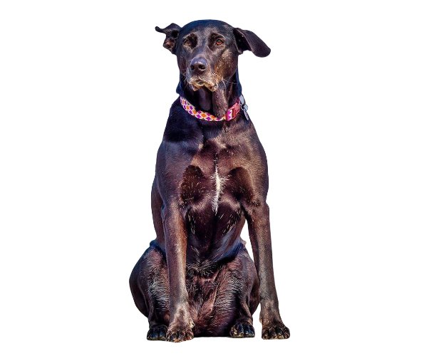 Majorca Shepherd: Everything You Need to Know About This Breed