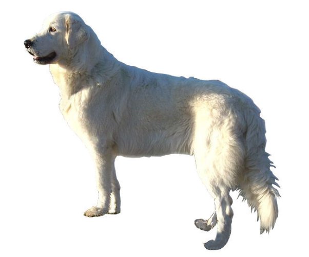 Maremma and Abruzzese Shepherd: Everything You Need to Know About This Breed