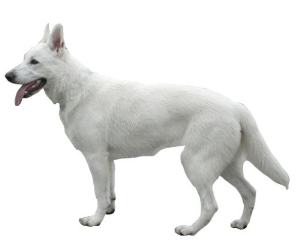 Swiss White Shepherd: Everything You Need to Know About This Breed