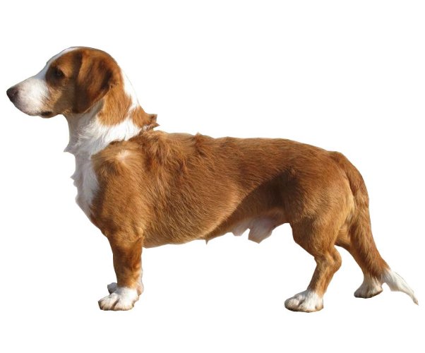 Westphalian Basset: Everything You Need to Know About This Breed