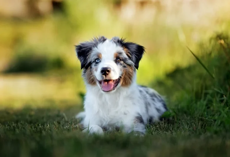 The Miniature American Shepherd