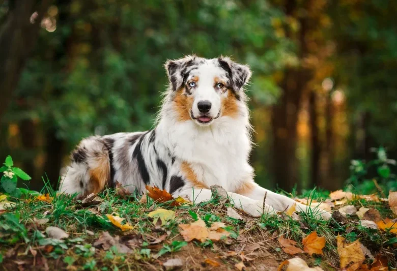 Australian Shepherd – Complete Breed Guide