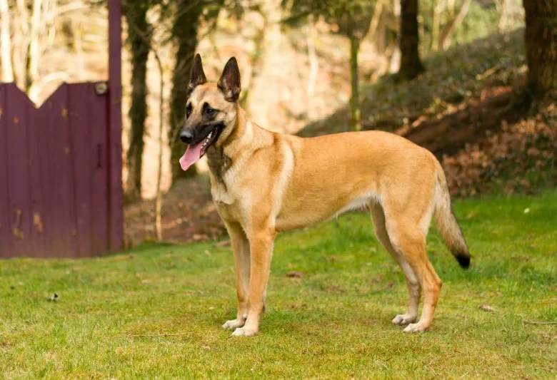 Belgian Malinois – Complete Breed Guide