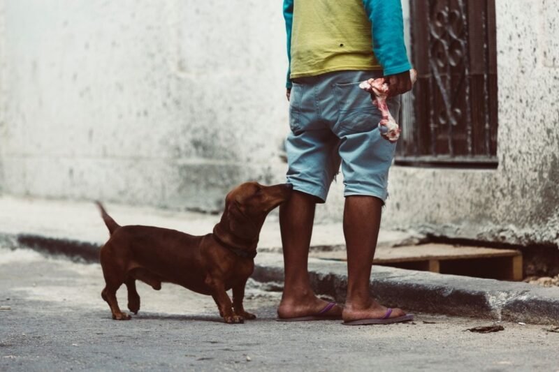 Why Is My Dog So Clingy and What Should I Do?