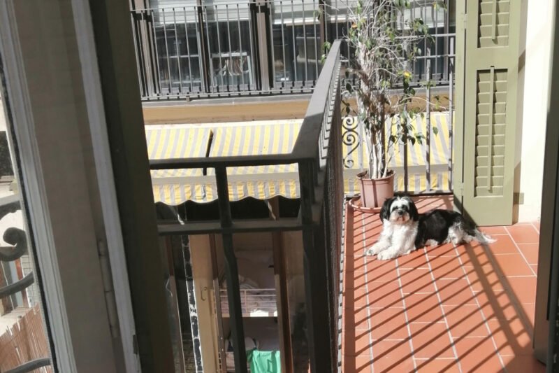 Apartment Dogs: Tips and Suitable Breeds