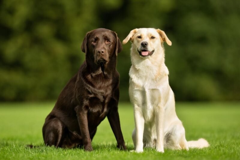 Top 10 Easiest Dog Breeds to Train