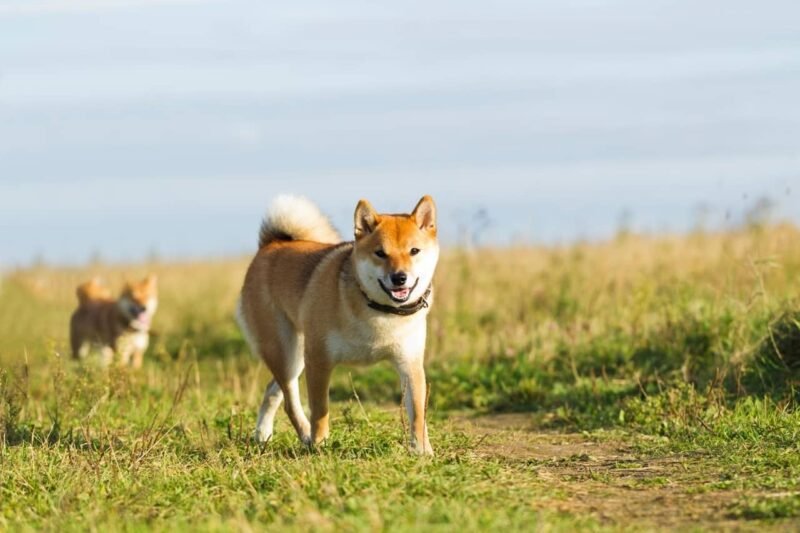 8 Japanese Dog Breeds to Discover