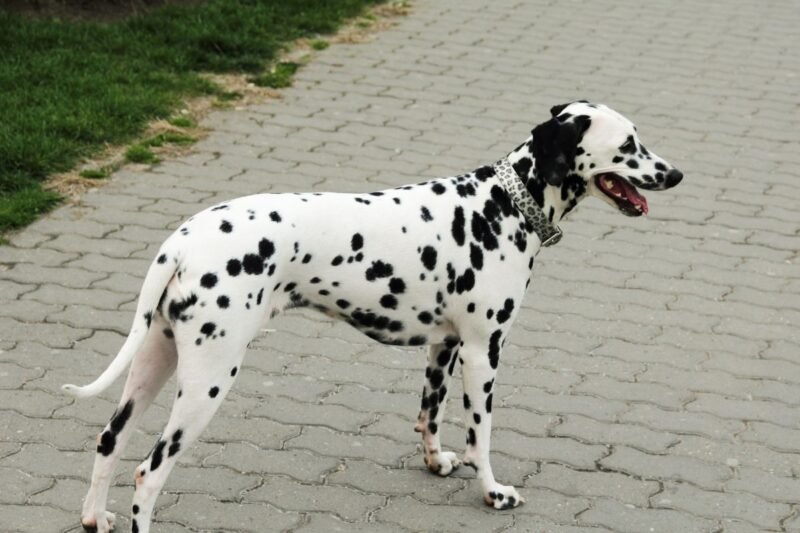 My Dog Is Having Trouble Breathing: Causes and What to Do