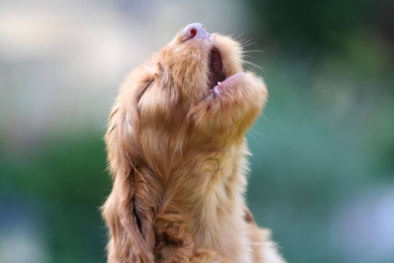 My Puppy Is Crying: Causes and Solutions