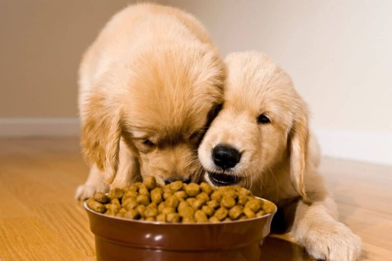 Our Top 10 Best Puppy Foods for 2026
