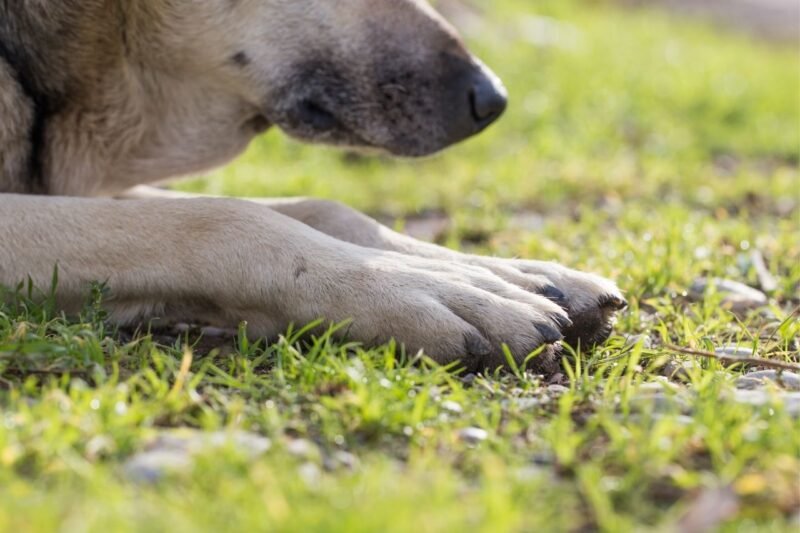 My Dog Has a Sprain: What Should I Do?
