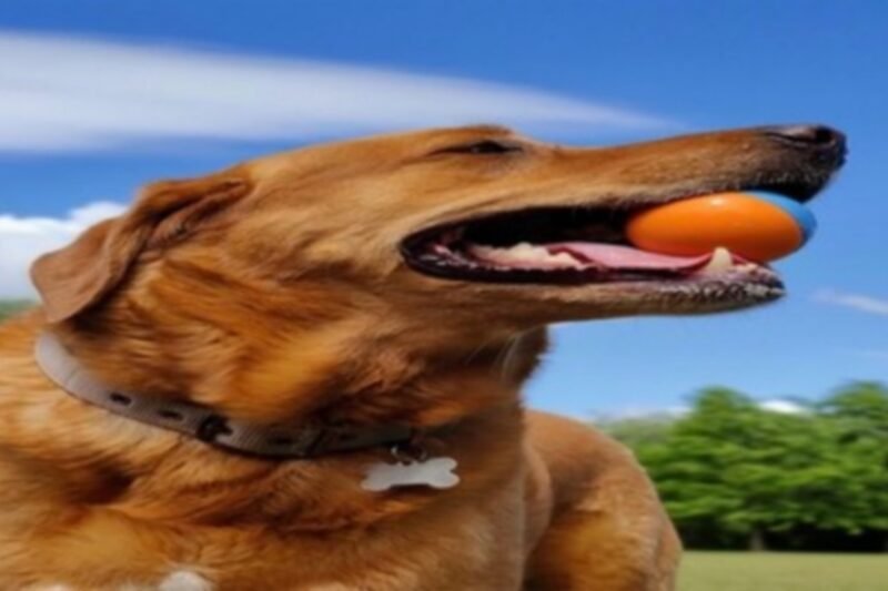 Fox Red Lab : Surprising Truths About The Fox Red Lab