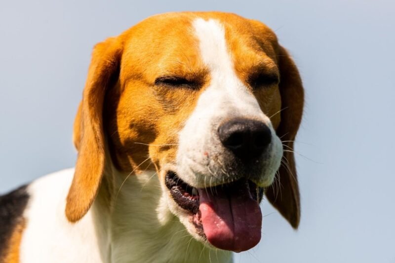 What to Do If Your Dog Swallowed an Object