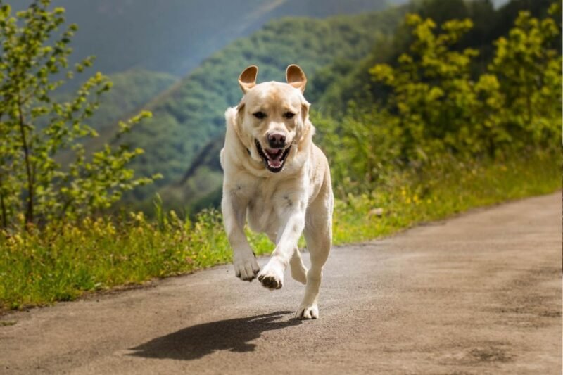 Dog Chasing Cars: Why It Happens and How to Stop It