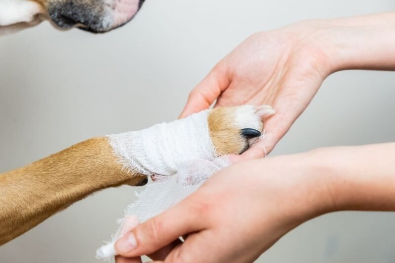 How to Bandage Your Dog