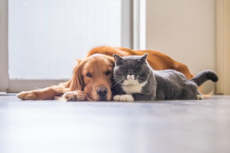 Top 10 Dog Breeds That Get Along Well with Cats