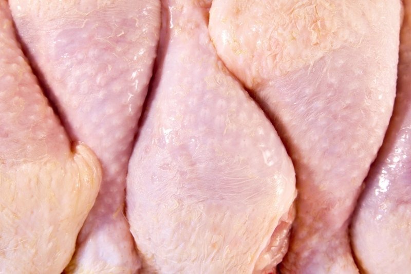 Salmonellosis in Dogs: Causes, Diagnosis, and Treatment