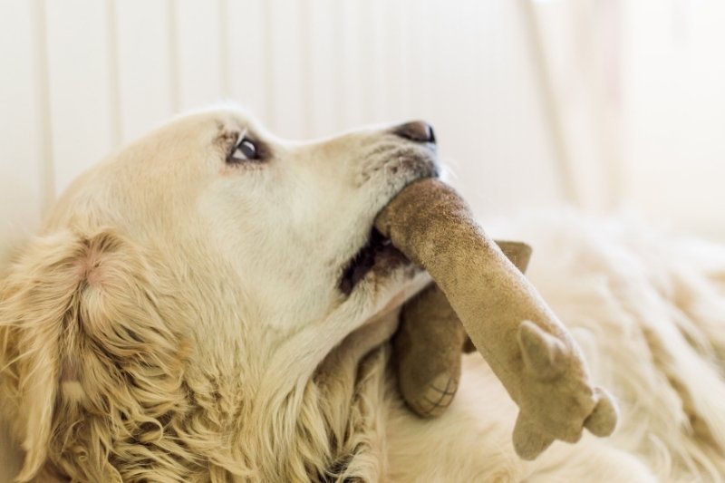 Why Does My Dog Bring Me Toys?